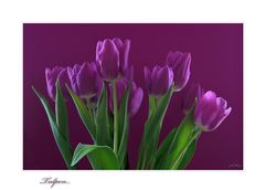 Tulpen...