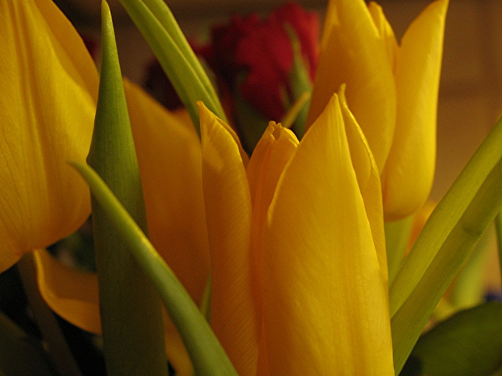 Tulpen