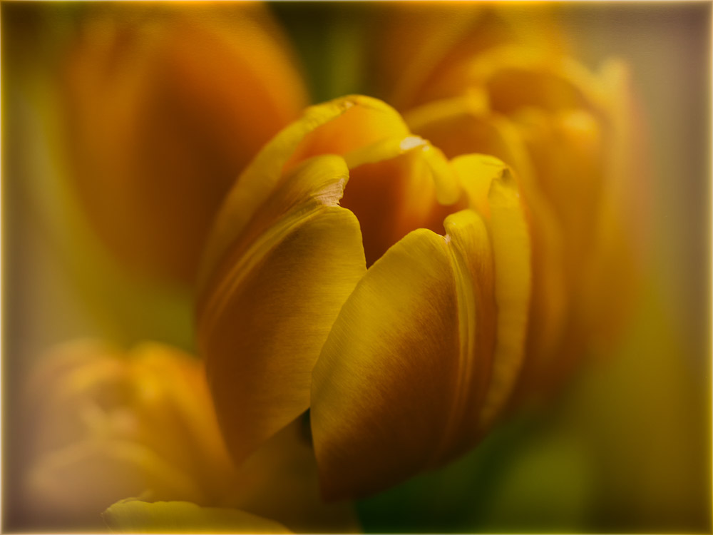 TULPEN