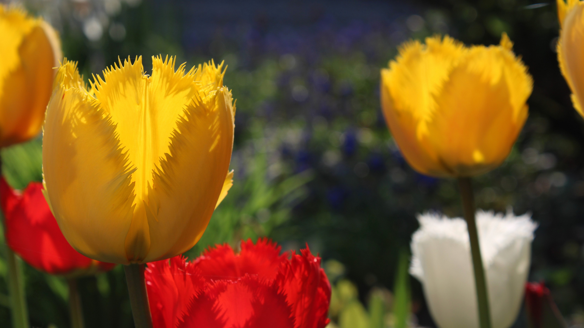 Tulpen