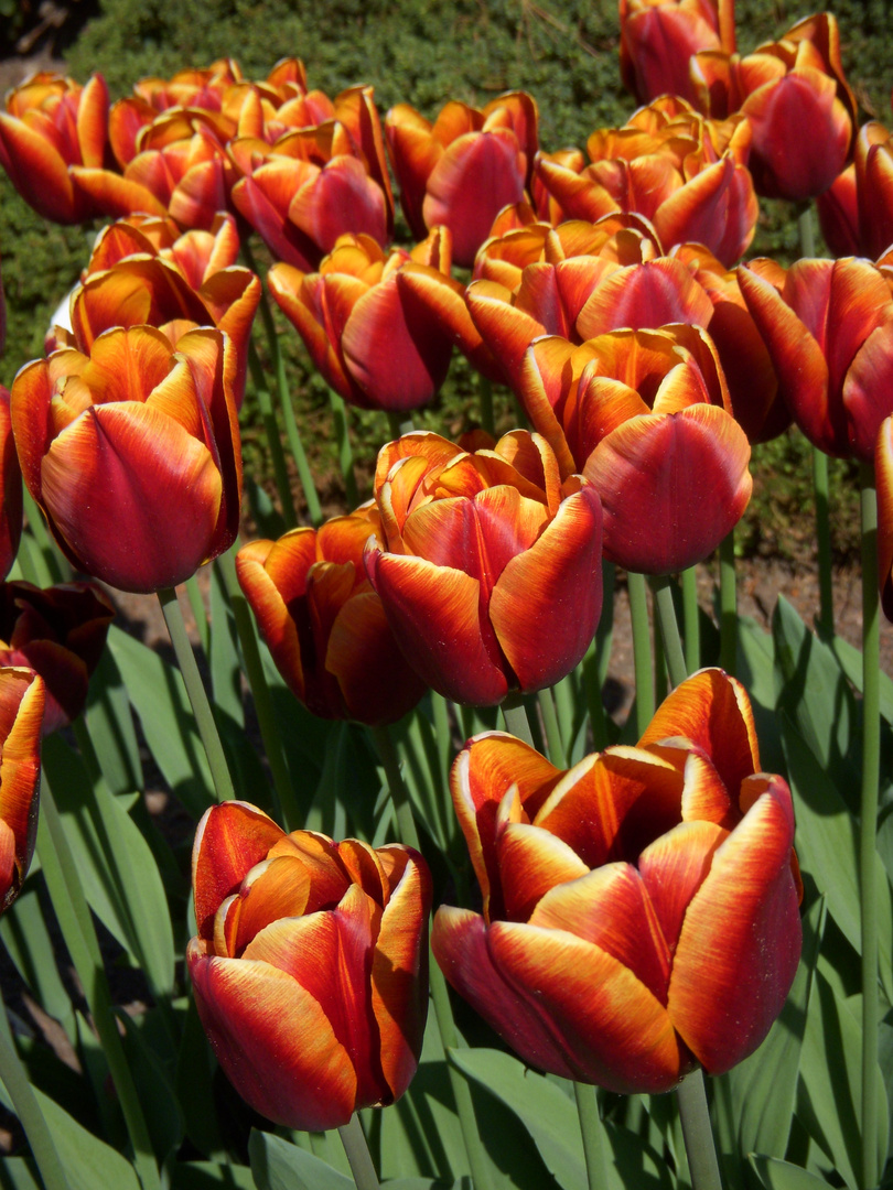 Tulpen