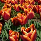 Tulpen