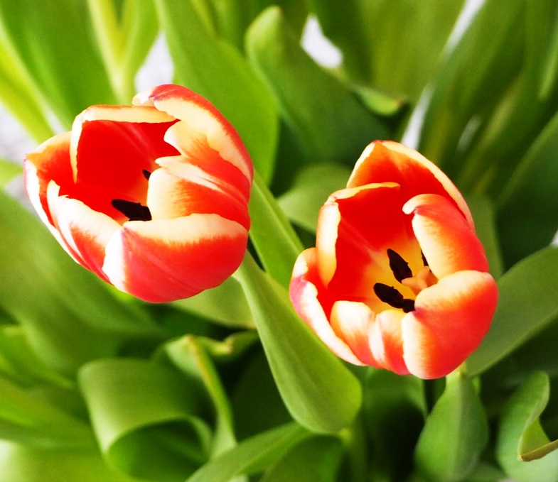 Tulpen