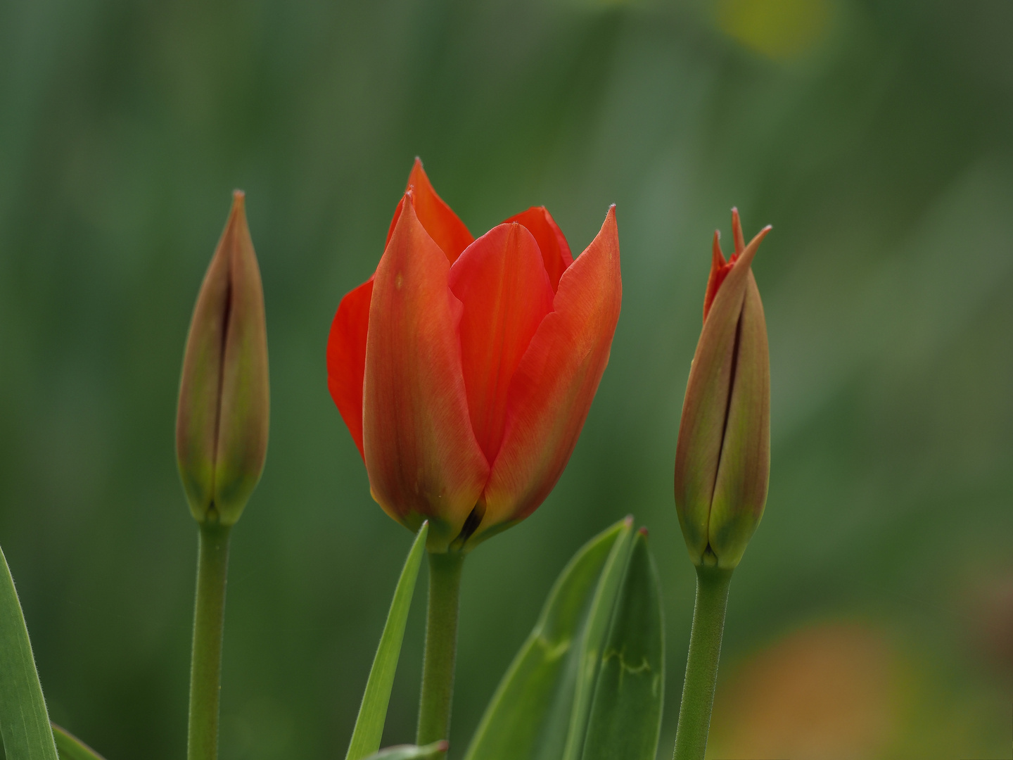 Tulpen