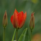 Tulpen