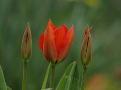 Tulpen