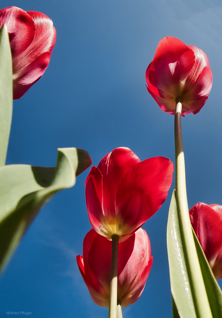 Tulpen