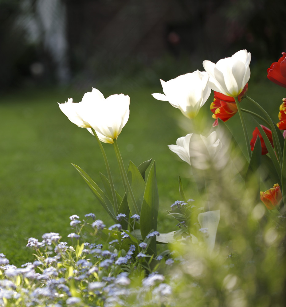 Tulpen