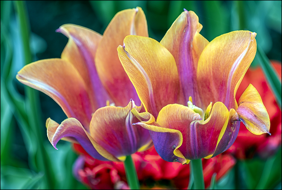 Tulpen...