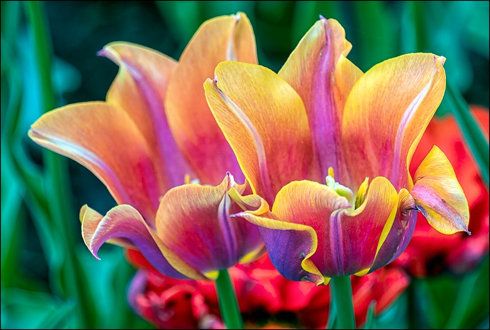 Tulpen...