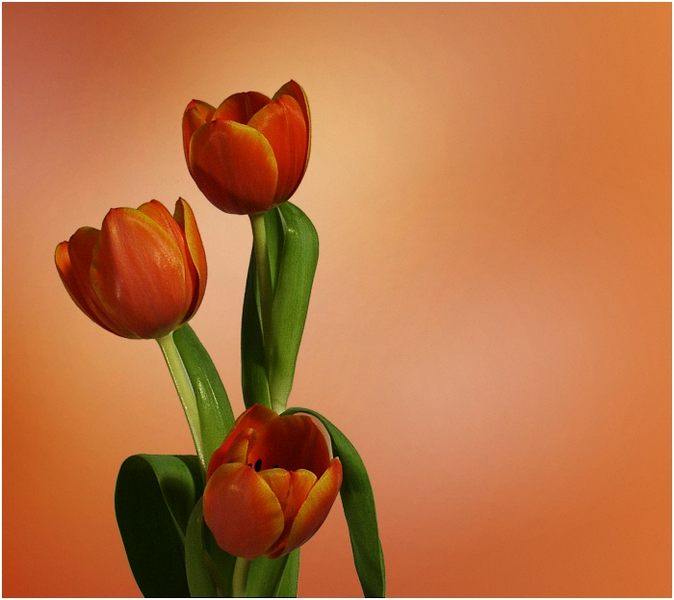 Tulpen