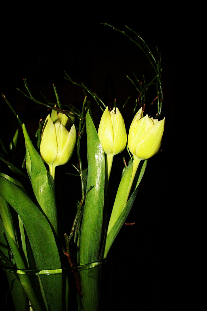 Tulpen