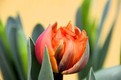 Tulpen