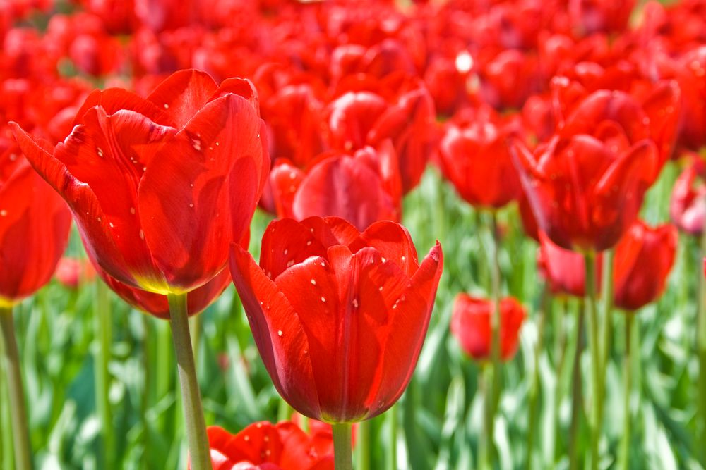 Tulpen 2