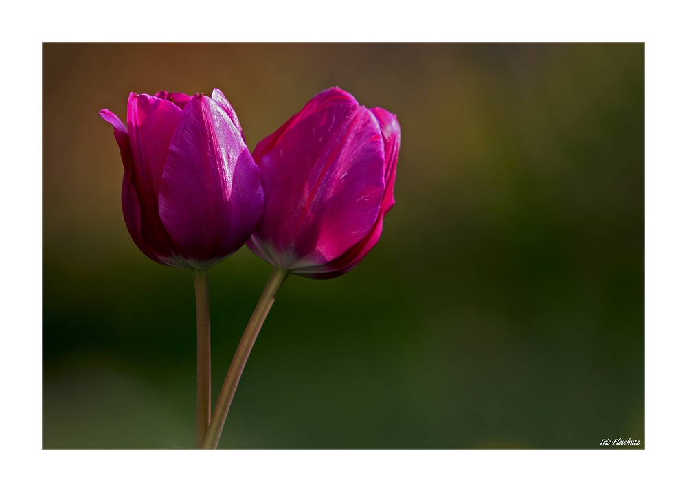 Tulpen (2)