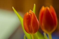 Tulpen-2