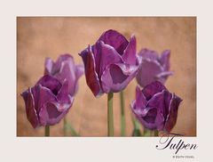 tulpen-2