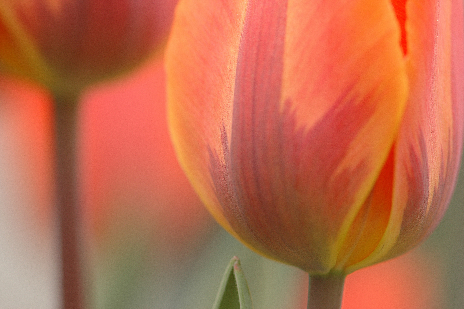 Tulpen 2