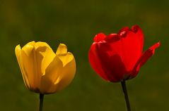 Tulpen 2