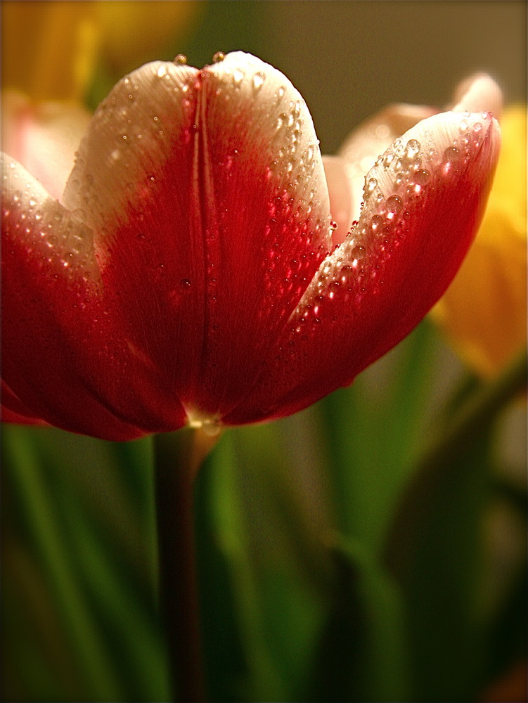 Tulpen 2