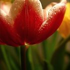 Tulpen 2