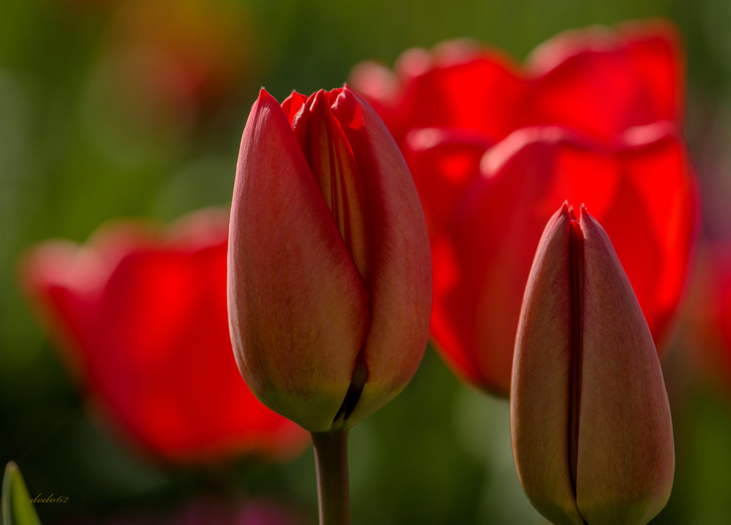 Tulpen 2