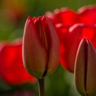 Tulpen 2