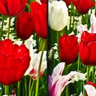 Tulpen 2 (3D)