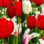 Tulpen 2 (3D)