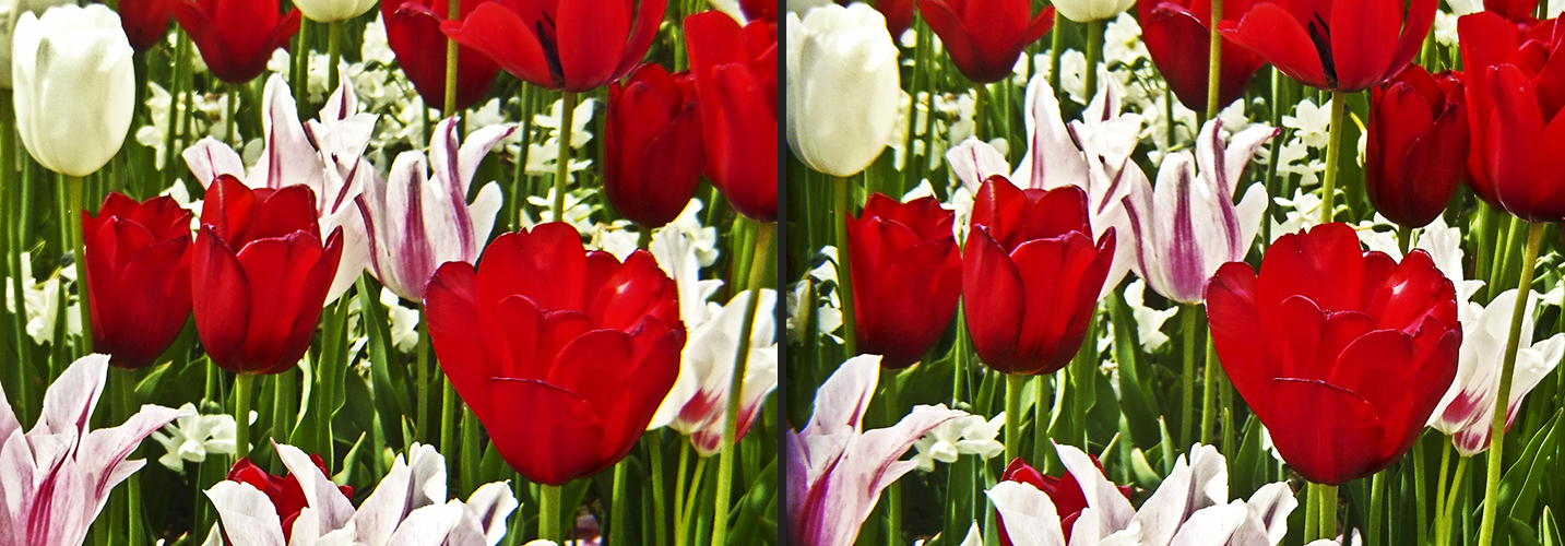 Tulpen 2 (3D)