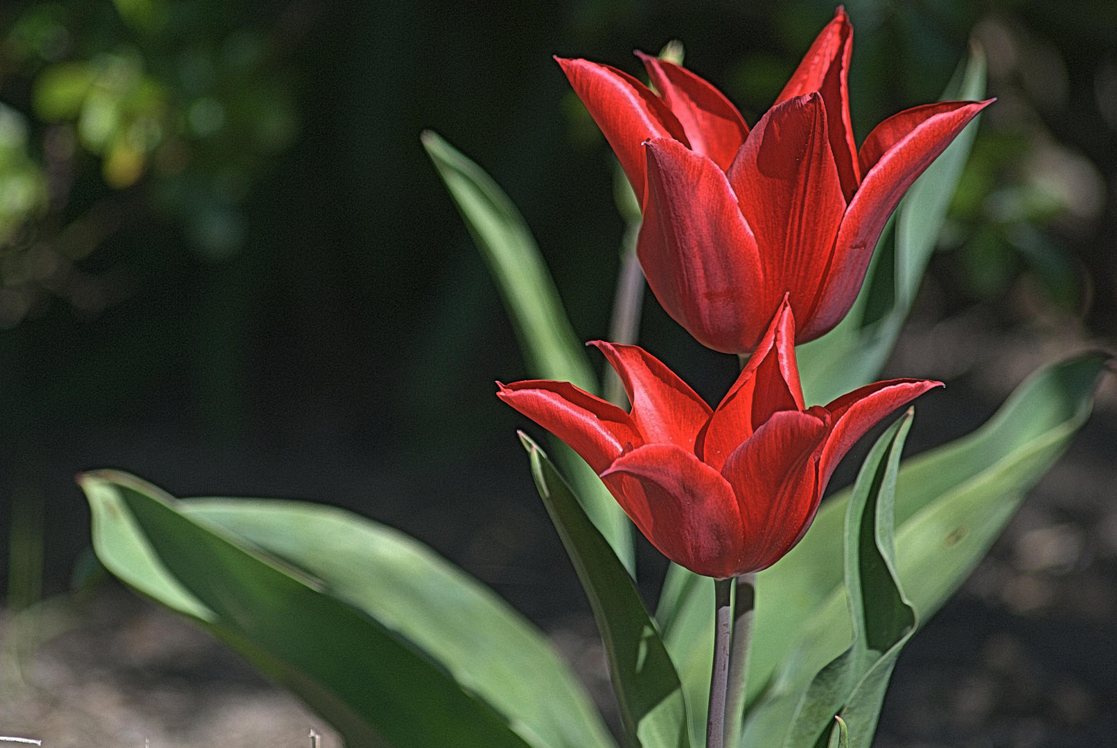 Tulpen (2)