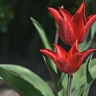 Tulpen (2)