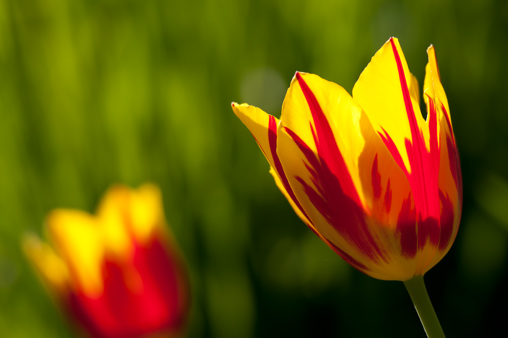 Tulpen 2