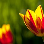 Tulpen 2