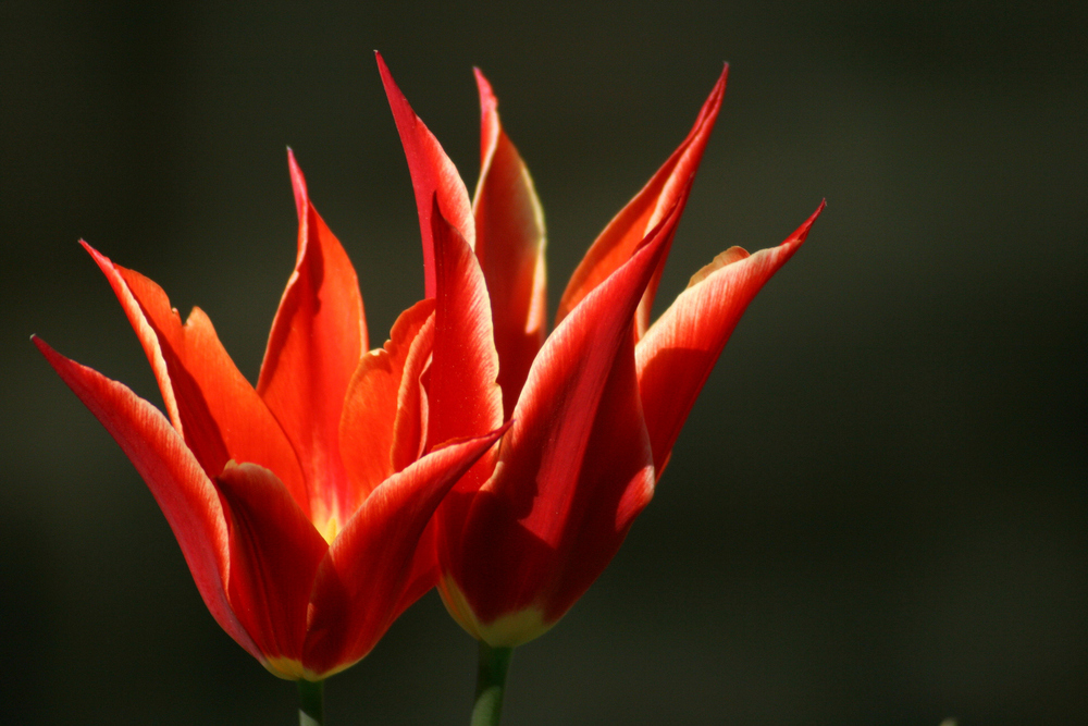 Tulpen 2