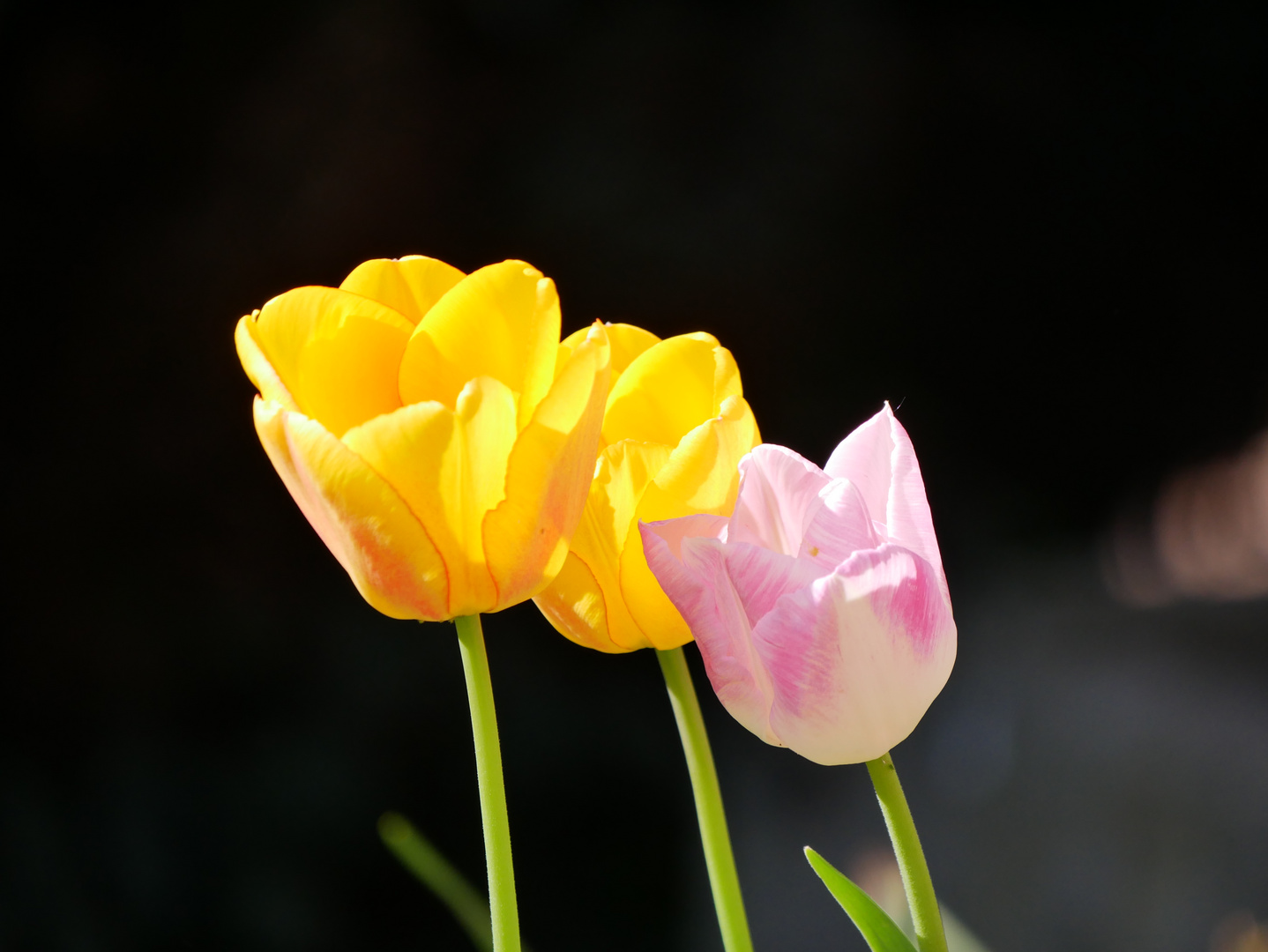 Tulpen 2