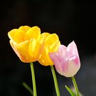 Tulpen 2