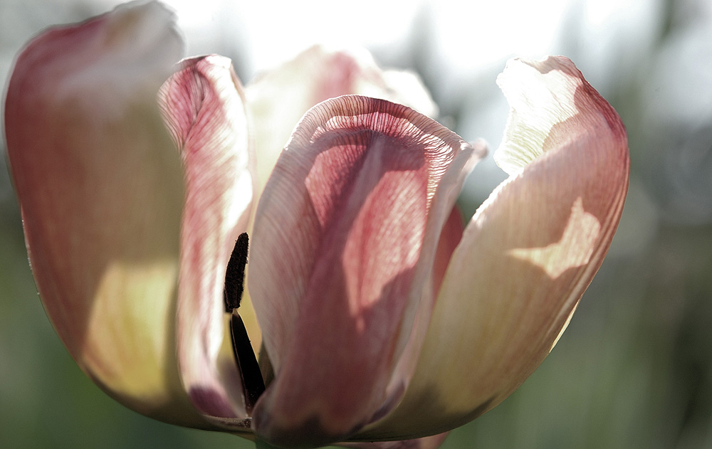 Tulpen #2