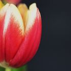 Tulpen 2