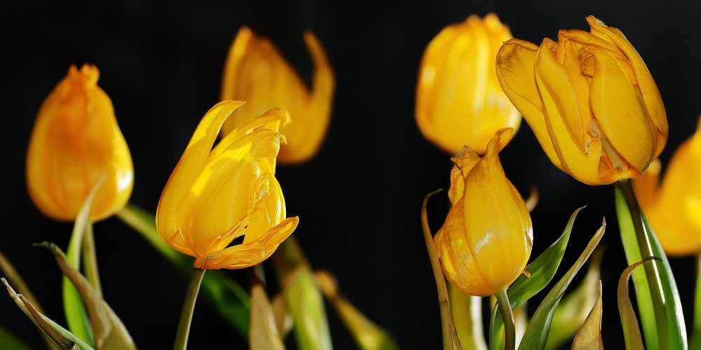 Tulpen 2