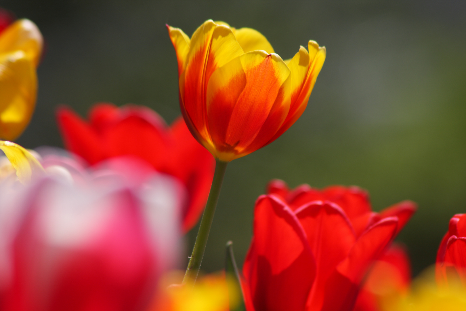 Tulpen 2