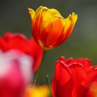 Tulpen 2