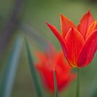 Tulpen 2