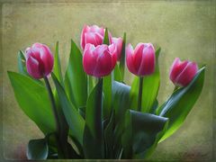 tulpen-2