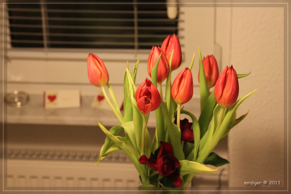 Tulpen 2