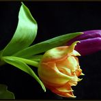 Tulpen 2