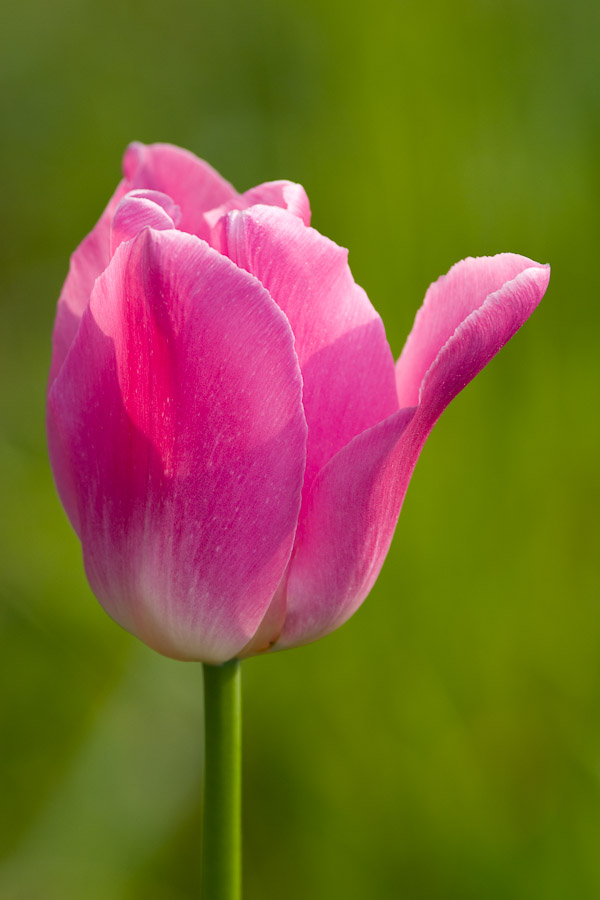 Tulpen #2