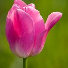 Tulpen #2