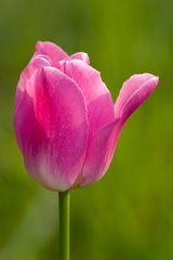 Tulpen #2