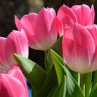 Tulpen 2